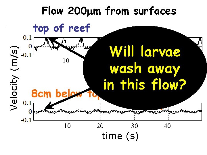 Flow 200 mm from surfaces Velocity (m/s) top of reef 10 Will larvae 20