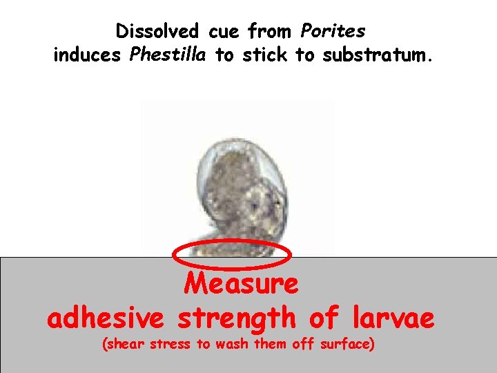 Dissolved cue from Porites induces Phestilla to stick to substratum. Measure adhesive strength of