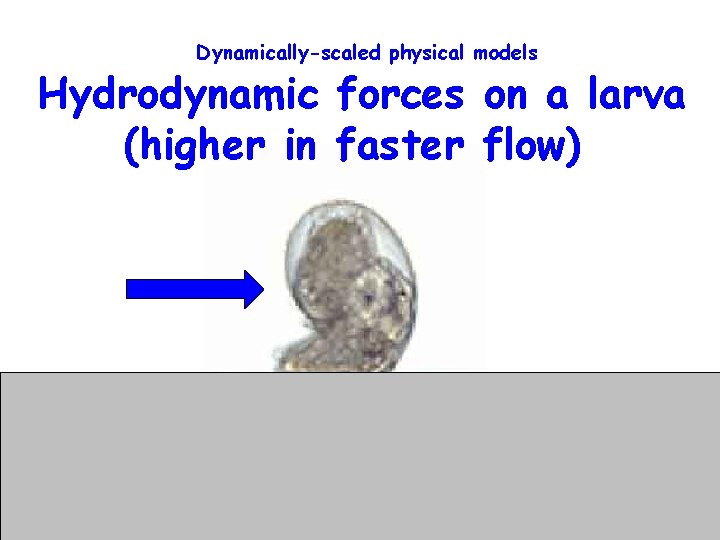 Dynamically-scaled physical models Hydrodynamic forces on a larva (higher in faster flow) 