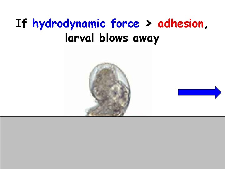 If hydrodynamic force > adhesion, larval blows away 