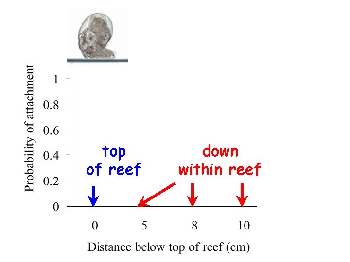 Time to stick top of reef down within reef 