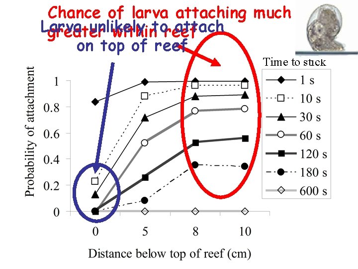 Chance of larva attaching much Larva unlikely attach greater withintoreef on top of reef