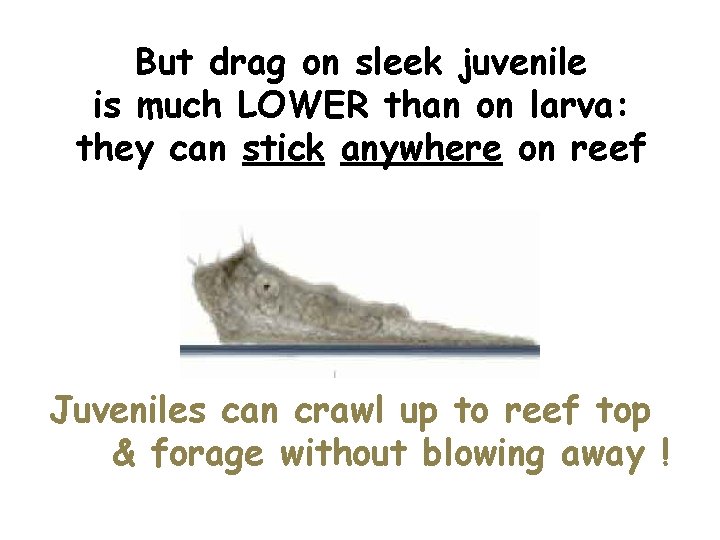 But drag on sleek juvenile is much LOWER than on larva: they can stick