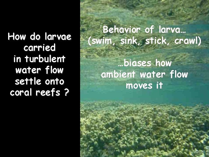 How do larvae carried in turbulent water flow settle onto coral reefs ? Behavior