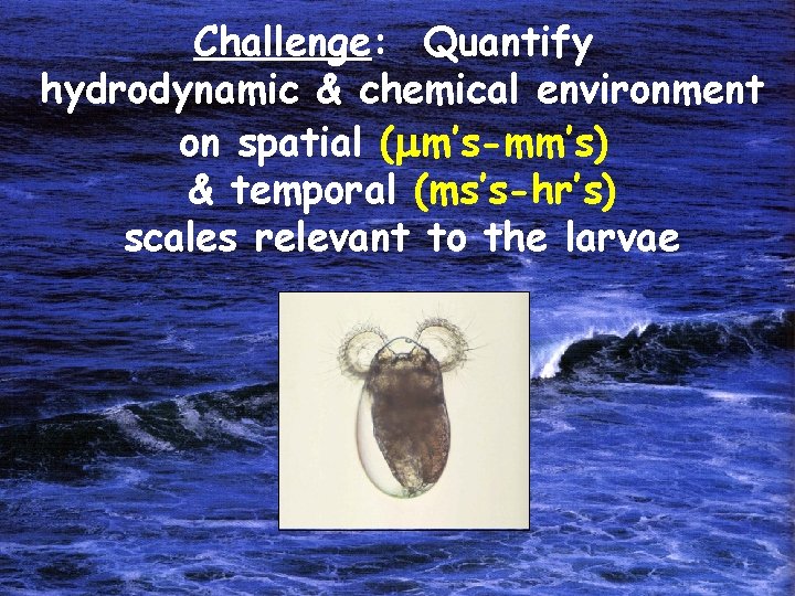 Challenge: Quantify hydrodynamic & chemical environment on spatial (mm’s-mm’s) & temporal (ms’s-hr’s) scales relevant