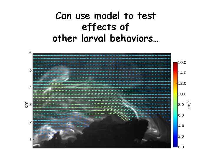 Can use model to test effects of other larval behaviors… 