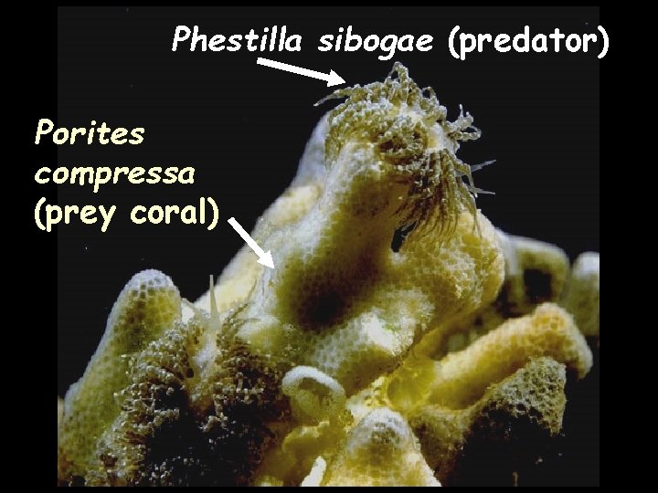 Phestilla sibogae (predator) Porites compressa (prey coral) 