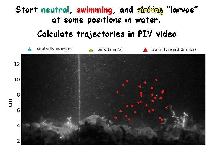 Start neutral, neutral swimming, swimming and sinking “larvae” at same positions in water. Calculate