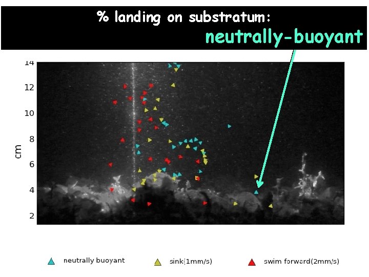 % landing on substratum: sinkers > swimmers > neutrally-buoyant 