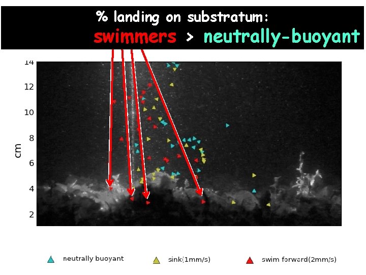 % landing on substratum: sinkers > swimmers > neutrally-buoyant 