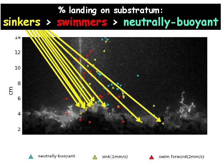 % landing on substratum: sinkers > swimmers > neutrally-buoyant 