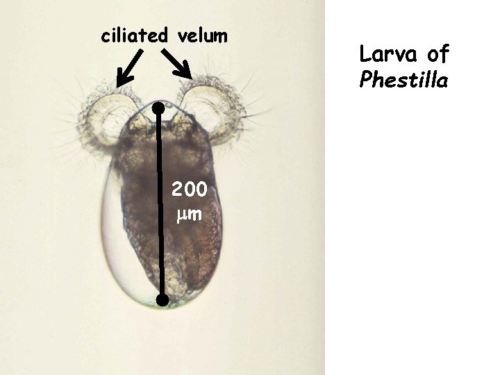 ciliated velum 200 mm Larva of Phestilla 