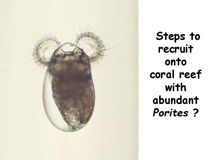 Steps to recruit onto coral reef with abundant Porites ? 