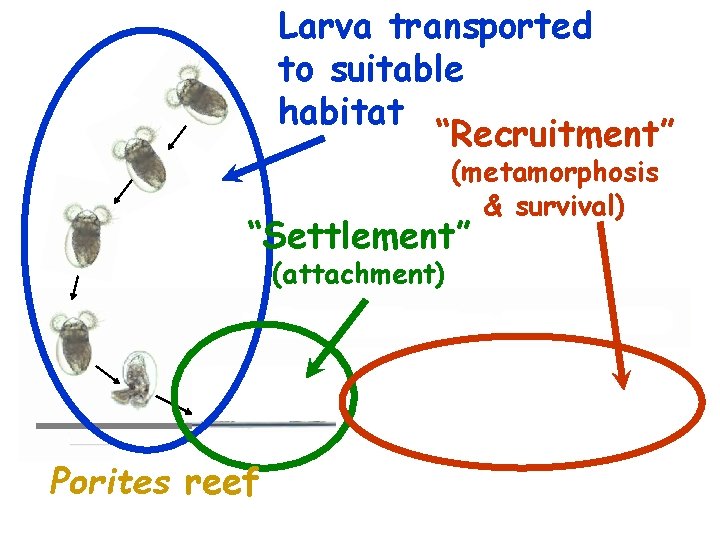 Larva transported to suitable habitat “Recruitment” (metamorphosis & survival) “Settlement” (attachment) Porites reef 