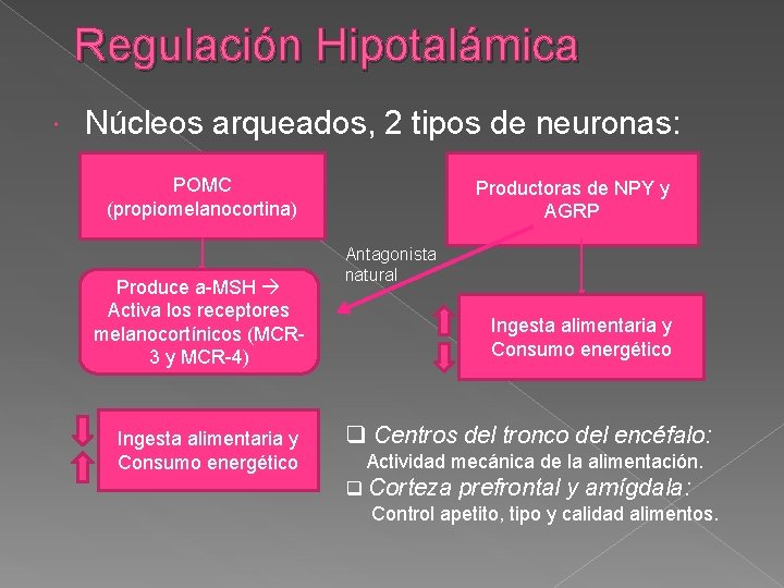 Regulación Hipotalámica Núcleos arqueados, 2 tipos de neuronas: POMC (propiomelanocortina) Produce a-MSH Activa los