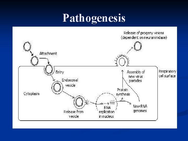 Pathogenesis 