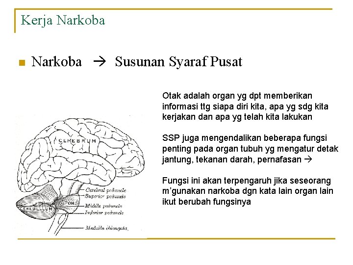 Kerja Narkoba n Narkoba Susunan Syaraf Pusat Otak adalah organ yg dpt memberikan informasi