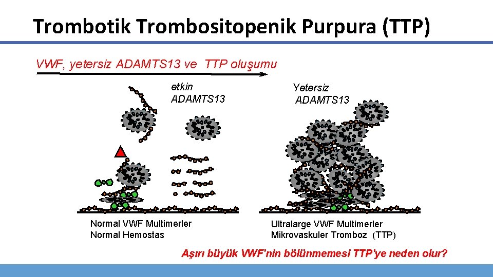 Trombotik Trombositopenik Purpura (TTP) VWF, yetersiz ADAMTS 13 ve TTP oluşumu etkin ADAMTS 13