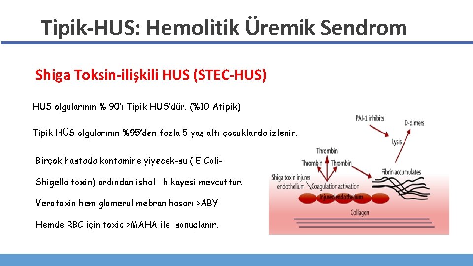 Tipik-HUS: Hemolitik Üremik Sendrom Shiga Toksin-ilişkili HUS (STEC-HUS) HUS olgularının % 90’ı Tipik HUS’dür.