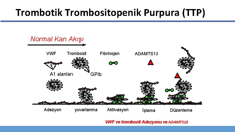 Trombotik Trombositopenik Purpura (TTP) Normal Kan Akışı VWF A 1 alanları Adezyon Fibrinojen Trombosit