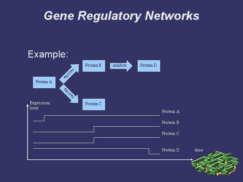 Gene Regulatory Networks Example: inhibits Protein D ex ci te s Protein B Protein