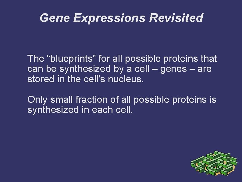 Gene Expressions Revisited The “blueprints” for all possible proteins that can be synthesized by