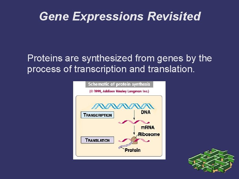 Gene Expressions Revisited Proteins are synthesized from genes by the process of transcription and