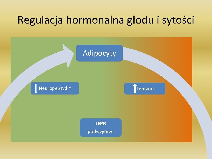 Regulacja hormonalna głodu i sytości Adipocyty Neuropeptyd Y leptyna LEPR podwzgórze 