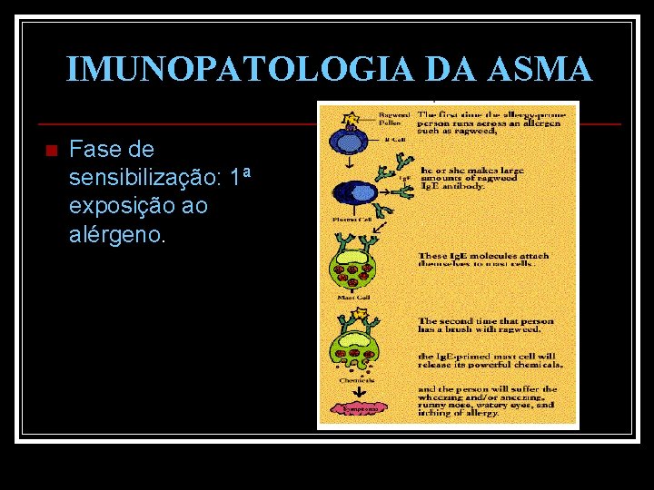 IMUNOPATOLOGIA DA ASMA n Fase de sensibilização: 1ª exposição ao alérgeno. 