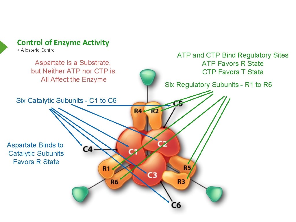 Control of Enzyme Activity • Allosteric Control Aspartate is a Substrate, but Neither ATP