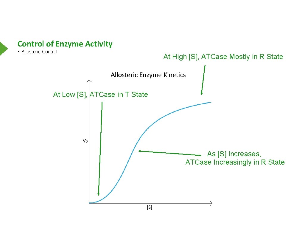 Control of Enzyme Activity • Allosteric Control At High [S], ATCase Mostly in R