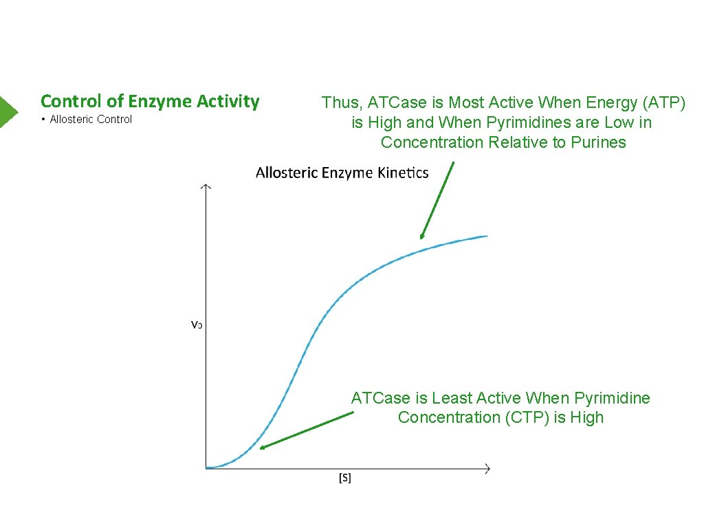 Control of Enzyme Activity • Allosteric Control Thus, ATCase is Most Active When Energy