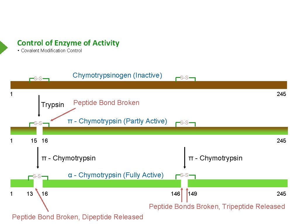 Control of Enzyme of Activity • Covalent Modification Control S-S Chymotrypsinogen (Inactive) S-S 1