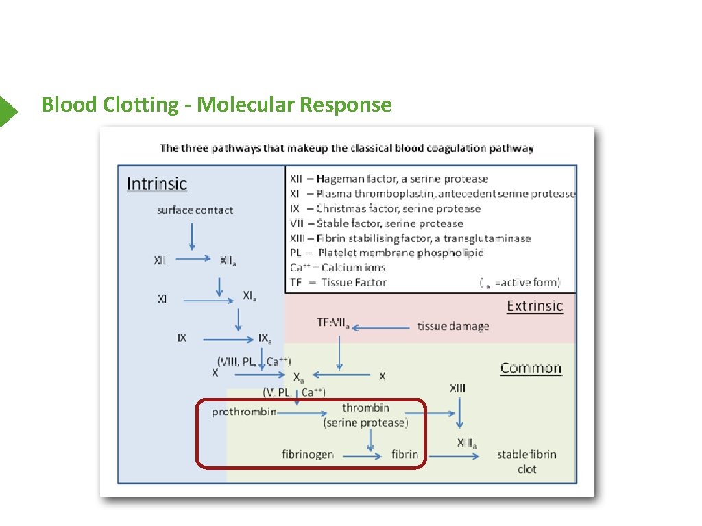 Blood Clotting - Molecular Response 
