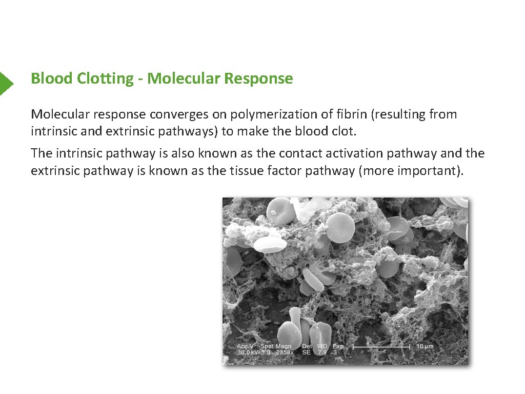 Blood Clotting - Molecular Response Molecular response converges on polymerization of fibrin (resulting from