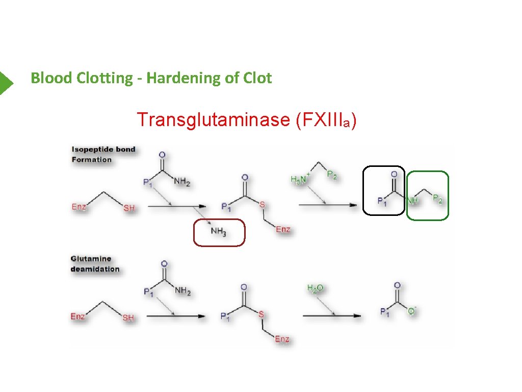 Blood Clotting - Hardening of Clot Transglutaminase (FXIIIa) 