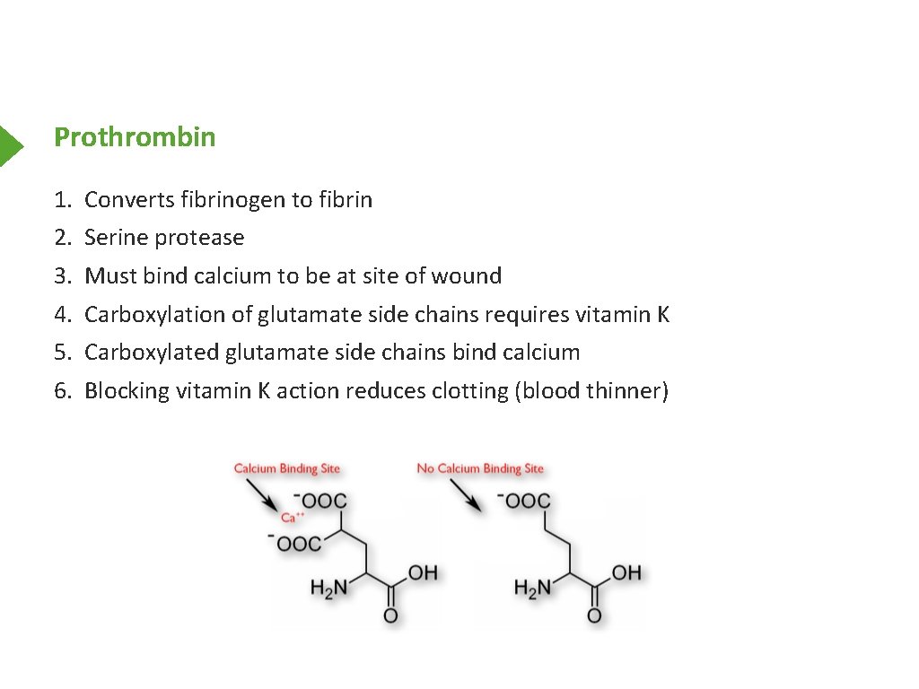 Prothrombin 1. Converts fibrinogen to fibrin 2. Serine protease 3. Must bind calcium to