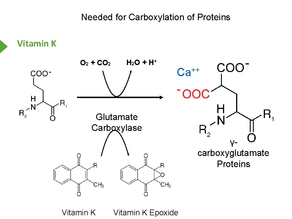 Needed for Carboxylation of Proteins Vitamin K O 2 + CO 2 H 2