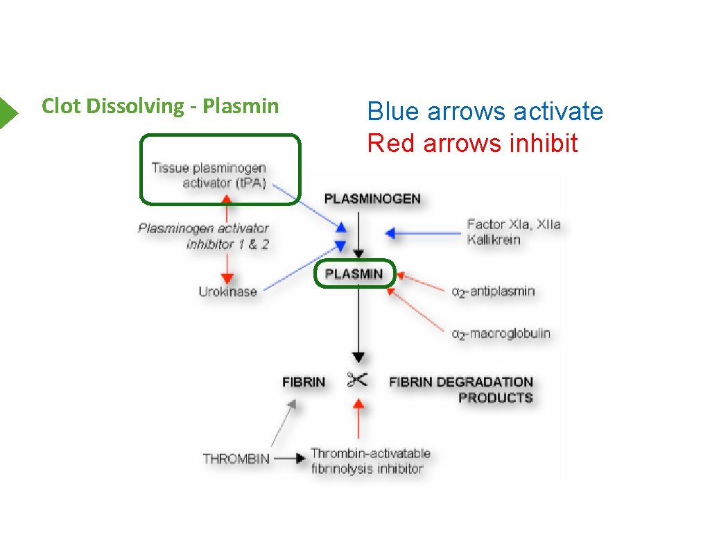 Clot Dissolving - Plasmin Blue arrows activate Red arrows inhibit 