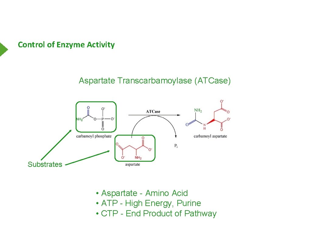 Control of Enzyme Activity Aspartate Transcarbamoylase (ATCase) Substrates • Aspartate - Amino Acid •