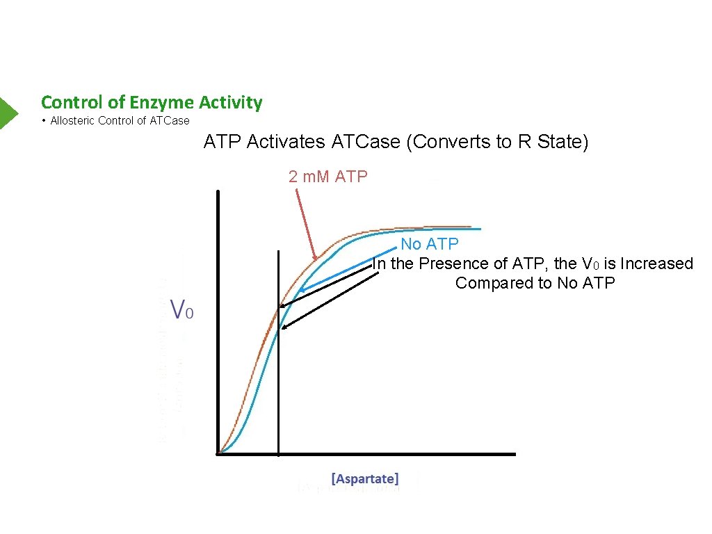 Control of Enzyme Activity • Allosteric Control of ATCase ATP Activates ATCase (Converts to