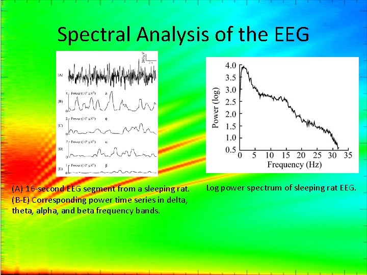 Spectral Analysis of the EEG (A) 16 -second EEG segment from a sleeping rat.