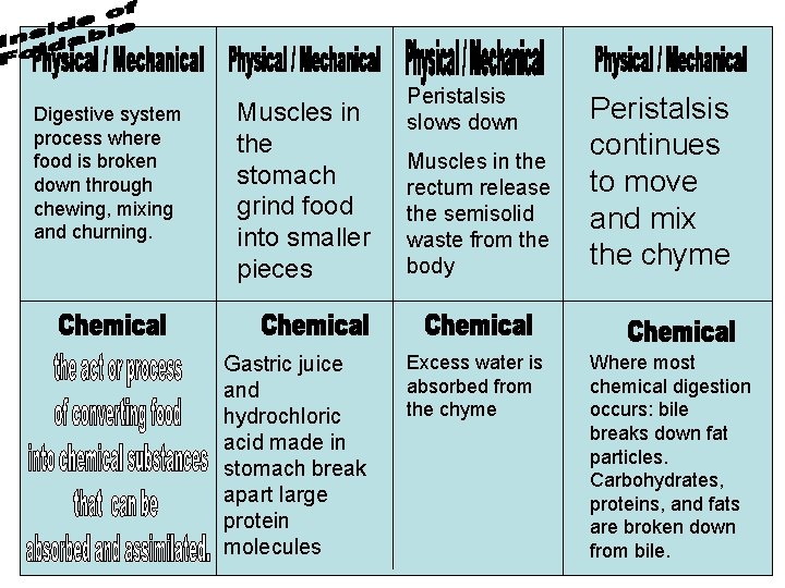 Digestive system process where food is broken down through chewing, mixing and churning. Muscles