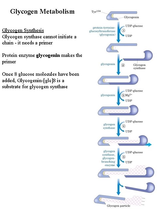 Glycogen Metabolism Glycogen Synthesis Glycogen synthase cannot initiate a chain - it needs a