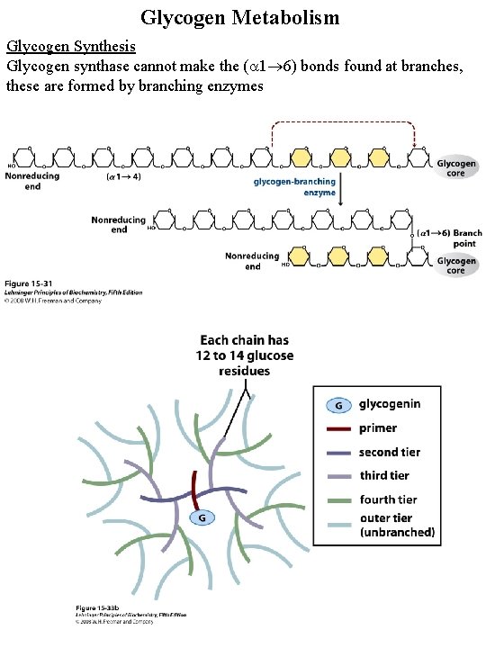 Glycogen Metabolism Glycogen Synthesis Glycogen synthase cannot make the ( 1 6) bonds found