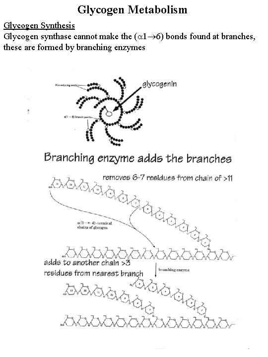 Glycogen Metabolism Glycogen Synthesis Glycogen synthase cannot make the ( 1 6) bonds found