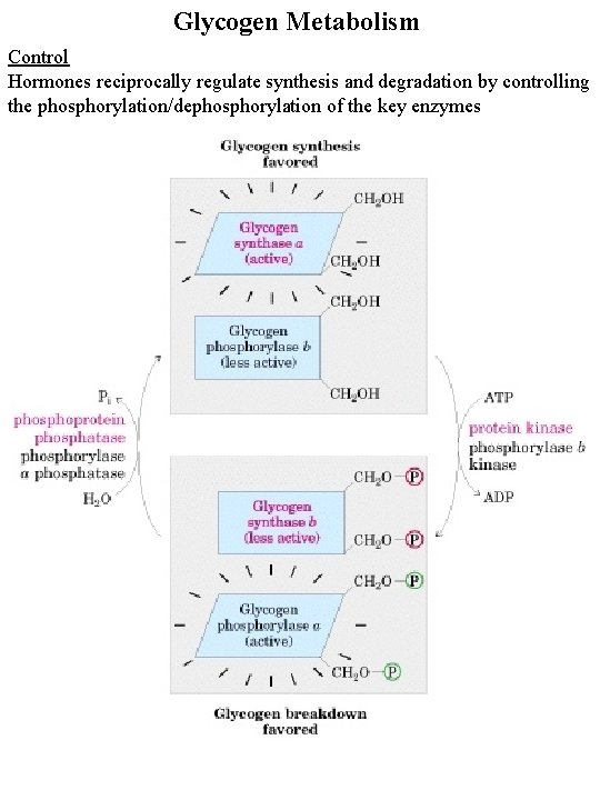 Glycogen Metabolism Control Hormones reciprocally regulate synthesis and degradation by controlling the phosphorylation/dephosphorylation of