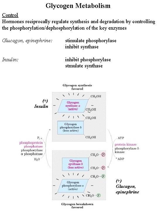 Glycogen Metabolism Control Hormones reciprocally regulate synthesis and degradation by controlling the phosphorylation/dephosphorylation of