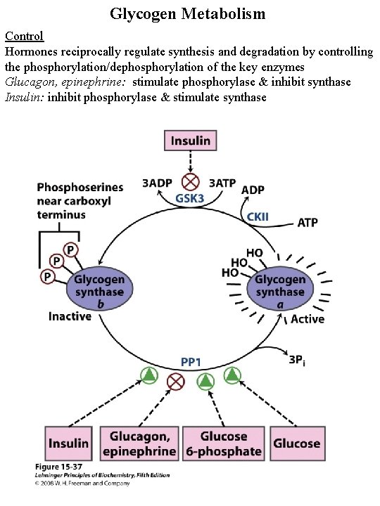 Glycogen Metabolism Control Hormones reciprocally regulate synthesis and degradation by controlling the phosphorylation/dephosphorylation of