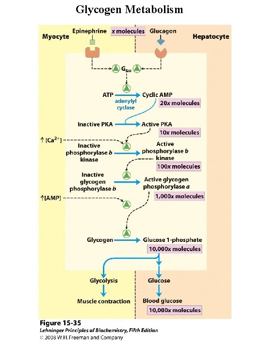 Glycogen Metabolism 